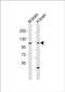 Chondroitin Polymerizing Factor 2 antibody, PA5-72204, Invitrogen Antibodies, Western Blot image 