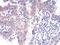 Aldehyde Dehydrogenase 6 Family Member A1 antibody, NBP2-52410, Novus Biologicals, Immunohistochemistry frozen image 