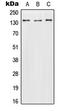 Contactin 2 antibody, LS-C352902, Lifespan Biosciences, Western Blot image 