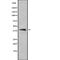 Galectin 8 antibody, abx216558, Abbexa, Western Blot image 