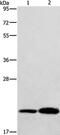 RAB26, Member RAS Oncogene Family antibody, PA5-50484, Invitrogen Antibodies, Western Blot image 