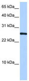 CIRBP antibody, TA345767, Origene, Western Blot image 