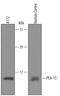 Proliferation And Apoptosis Adaptor Protein 15 antibody, AF5588, R&D Systems, Western Blot image 