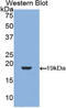 TGF beta antibody, LS-C296761, Lifespan Biosciences, Western Blot image 