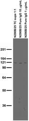 Rho GTPase Activating Protein 4 antibody, 75-299, Antibodies Incorporated, Western Blot image 