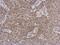 Tubulin Tyrosine Ligase Like 12 antibody, PA5-31740, Invitrogen Antibodies, Immunohistochemistry frozen image 