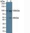 TNFAIP3 Interacting Protein 2 antibody, LS-C296852, Lifespan Biosciences, Western Blot image 