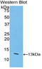 Caspase 6 antibody, LS-C293216, Lifespan Biosciences, Western Blot image 