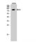 MutL Homolog 1 antibody, LS-C384568, Lifespan Biosciences, Western Blot image 