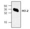 Heme Oxygenase 2 antibody, GTX59635, GeneTex, Western Blot image 