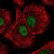 Damage Specific DNA Binding Protein 1 antibody, NBP2-57877, Novus Biologicals, Immunocytochemistry image 