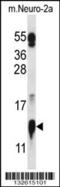 Cytochrome C Oxidase Subunit 5A antibody, 56-887, ProSci, Western Blot image 