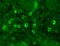 Gamma-Aminobutyric Acid Type A Receptor Alpha1 Subunit antibody, SMC-346D-A633, StressMarq, Immunohistochemistry paraffin image 