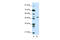 DEAF1 Transcription Factor antibody, 29-065, ProSci, Western Blot image 