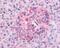 Serum/Glucocorticoid Regulated Kinase 1 antibody, 49-565, ProSci, Immunohistochemistry paraffin image 