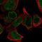 Leucine Rich Repeat Protein 1 antibody, PA5-67045, Invitrogen Antibodies, Immunofluorescence image 