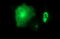 Matrix Metallopeptidase 13 antibody, LS-C338153, Lifespan Biosciences, Immunofluorescence image 