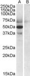 Apolipoprotein L4 antibody, STJ71652, St John