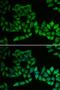 Thiopurine S-Methyltransferase antibody, orb129756, Biorbyt, Immunofluorescence image 