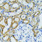 Ganglioside Induced Differentiation Associated Protein 1 antibody, 22-343, ProSci, Immunohistochemistry frozen image 