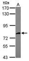 Aspartyl-TRNA Synthetase 2, Mitochondrial antibody, PA5-30666, Invitrogen Antibodies, Western Blot image 