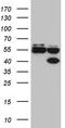 Forkhead Box R1 antibody, TA812053S, Origene, Western Blot image 