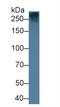 Fibrillin 1 antibody, MBS2027490, MyBioSource, Western Blot image 