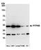 Phosphatidylinositol Transfer Protein Beta antibody, NBP2-59121, Novus Biologicals, Western Blot image 