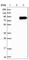 WSC Domain Containing 1 antibody, HPA015919, Atlas Antibodies, Western Blot image 