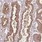 Sodium Channel Modifier 1 antibody, NBP2-30728, Novus Biologicals, Immunohistochemistry frozen image 