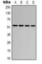 Activating Transcription Factor 2 antibody, orb338927, Biorbyt, Western Blot image 