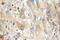 N-Myristoyltransferase 1 antibody, 11546-1-AP, Proteintech Group, Immunohistochemistry frozen image 