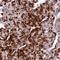 Solute Carrier Family 66 Member 2 antibody, NBP2-13806, Novus Biologicals, Immunohistochemistry frozen image 