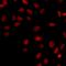 Kruppel Like Factor 15 antibody, orb412562, Biorbyt, Immunofluorescence image 