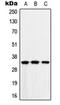 MAD2L1 Binding Protein antibody, orb214913, Biorbyt, Western Blot image 