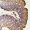Actin Alpha 2, Smooth Muscle antibody, LS-C413590, Lifespan Biosciences, Immunohistochemistry paraffin image 