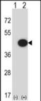 Mitogen-Activated Protein Kinase 13 antibody, PA5-48696, Invitrogen Antibodies, Western Blot image 