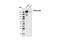 ERBB2 antibody, 4290S, Cell Signaling Technology, Western Blot image 