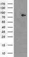 Acyl-CoA Synthetase Short Chain Family Member 2 antibody, LS-C337510, Lifespan Biosciences, Western Blot image 