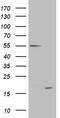 Chromosome 4 Open Reading Frame 36 antibody, CF808244, Origene, Western Blot image 