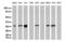 Jun Proto-Oncogene, AP-1 Transcription Factor Subunit antibody, UM800011, Origene, Western Blot image 