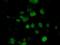 EMG1 N1-Specific Pseudouridine Methyltransferase antibody, NBP2-02575, Novus Biologicals, Immunofluorescence image 
