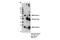 AE Binding Protein 2 antibody, 14129S, Cell Signaling Technology, Immunoprecipitation image 