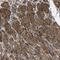 Galactokinase 1 antibody, PA5-53525, Invitrogen Antibodies, Immunohistochemistry frozen image 