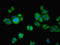 Cilia And Flagella Associated Protein 100 antibody, LS-C395244, Lifespan Biosciences, Immunofluorescence image 