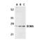 TNF Receptor Superfamily Member 17 antibody, ADI-905-306-100, Enzo Life Sciences, Western Blot image 