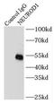 Neurogenic differentiation factor 1 antibody, FNab05674, FineTest, Immunoprecipitation image 