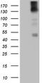 Platelet Derived Growth Factor Receptor Alpha antibody, TA807645, Origene, Western Blot image 