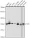 Ts Translation Elongation Factor, Mitochondrial antibody, 16-425, ProSci, Western Blot image 