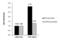 Steroid hormone receptor ERR1 antibody, PA5-28749, Invitrogen Antibodies, Chromatin Immunoprecipitation image 